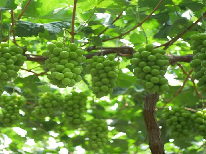 山葡萄种植技术_山区葡萄种植_山葡萄栽培