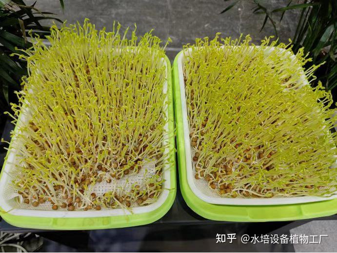 家庭种植豌豆苗芽苗菜小窍门_豌豆芽种植致富_豌豆苗芽苗菜种植技术