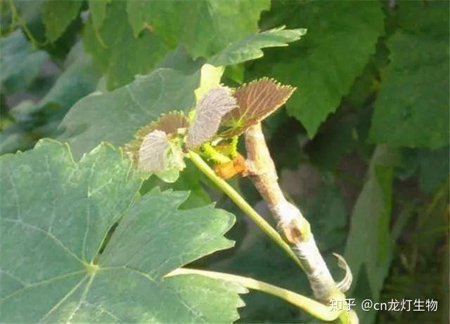 山葡萄栽培_种植山葡萄每亩投资多少钱_山葡萄种植技术