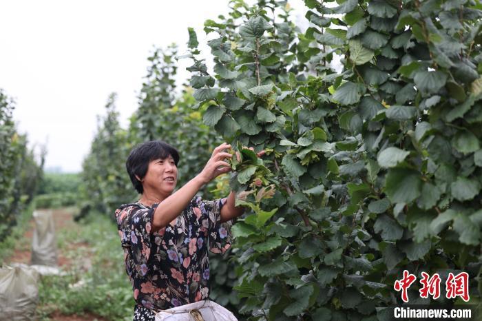 榛子种植效益_种植榛子赚钱吗_致富经大榛子种植技术