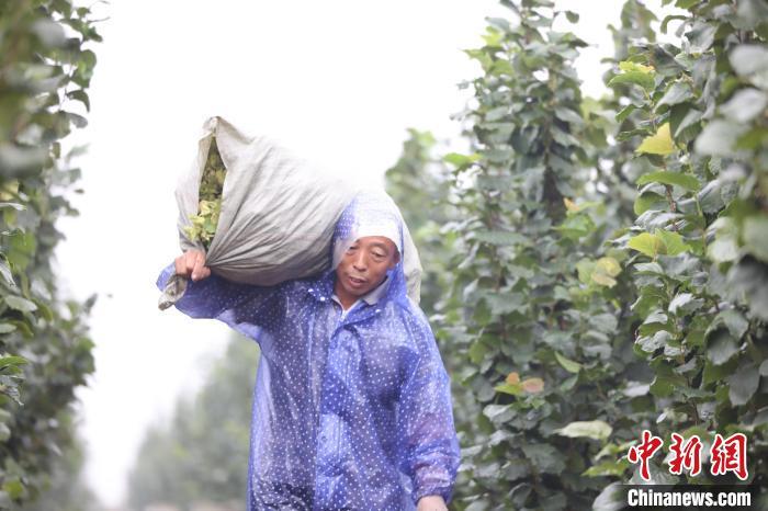 种植榛子赚钱吗_致富经大榛子种植技术_榛子种植效益