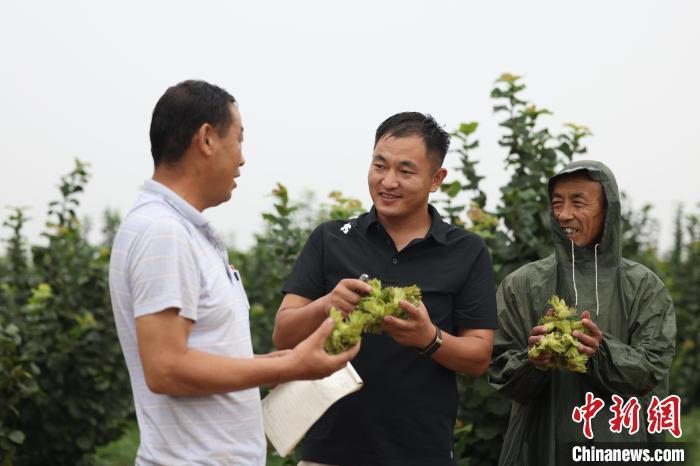 榛子种植效益_致富经大榛子种植技术_种植榛子赚钱吗