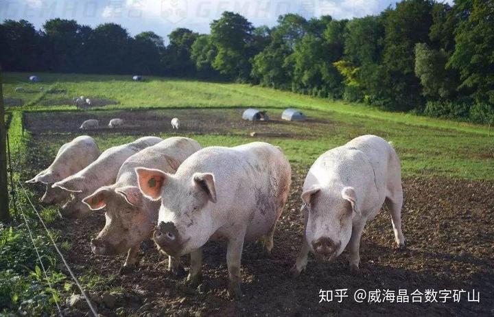 致富经养猪小视频全集_致富经生态养殖猪视频_养猪视频致富经