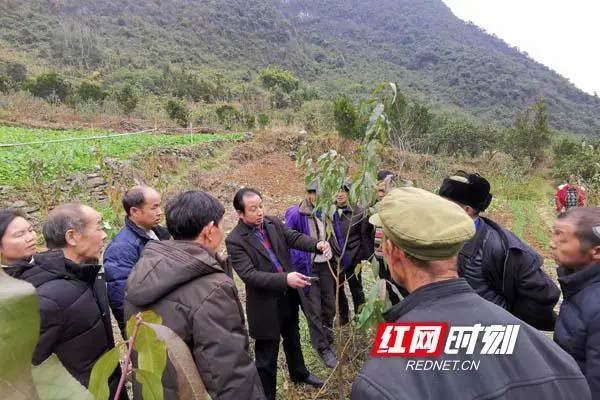 种植致富农村项目大全_芷江种植致富_种植致富业