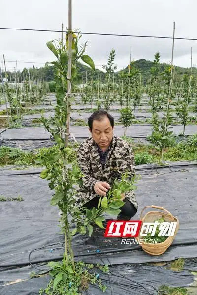 种植致富业_种植致富农村项目大全_芷江种植致富