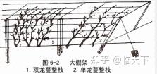 山葡萄种植技术视频_山葡萄种植技术_山葡萄栽培