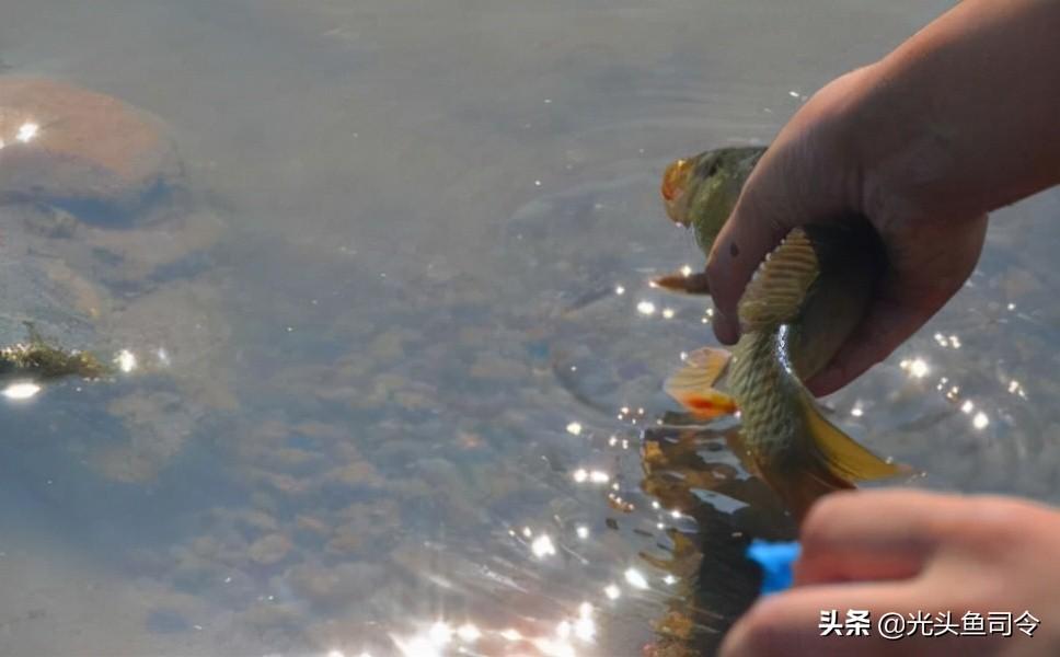 泥鳅黄鳝养殖技术指导_养殖泥鳅黄鳝指导技术与管理_养殖泥鳅黄鳝指导技术视频