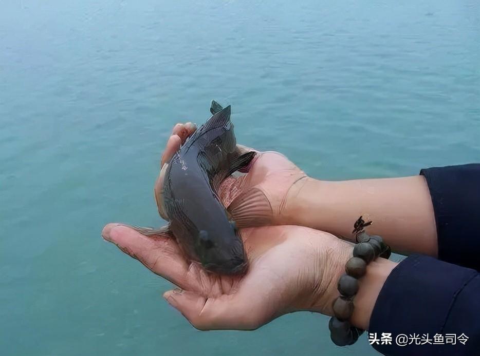 养殖泥鳅黄鳝指导技术视频_泥鳅黄鳝养殖技术指导_养殖泥鳅黄鳝指导技术与管理