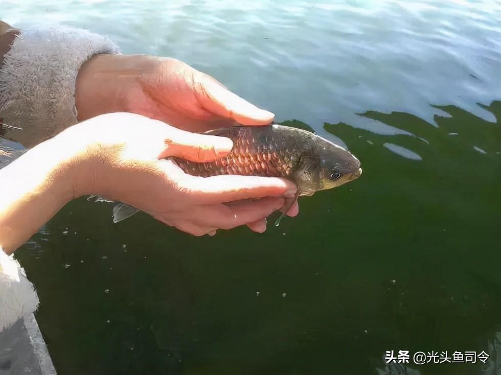 泥鳅黄鳝养殖技术指导_养殖泥鳅黄鳝指导技术视频_养殖泥鳅黄鳝指导技术与管理