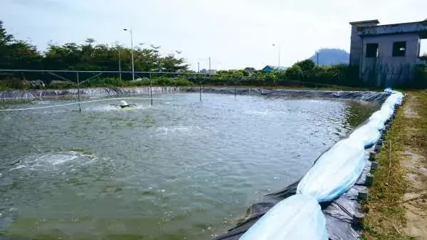 养殖泥鳅黄鳝指导技术要点_泥鳅黄鳝养殖技术指导_养殖泥鳅黄鳝利润有多高