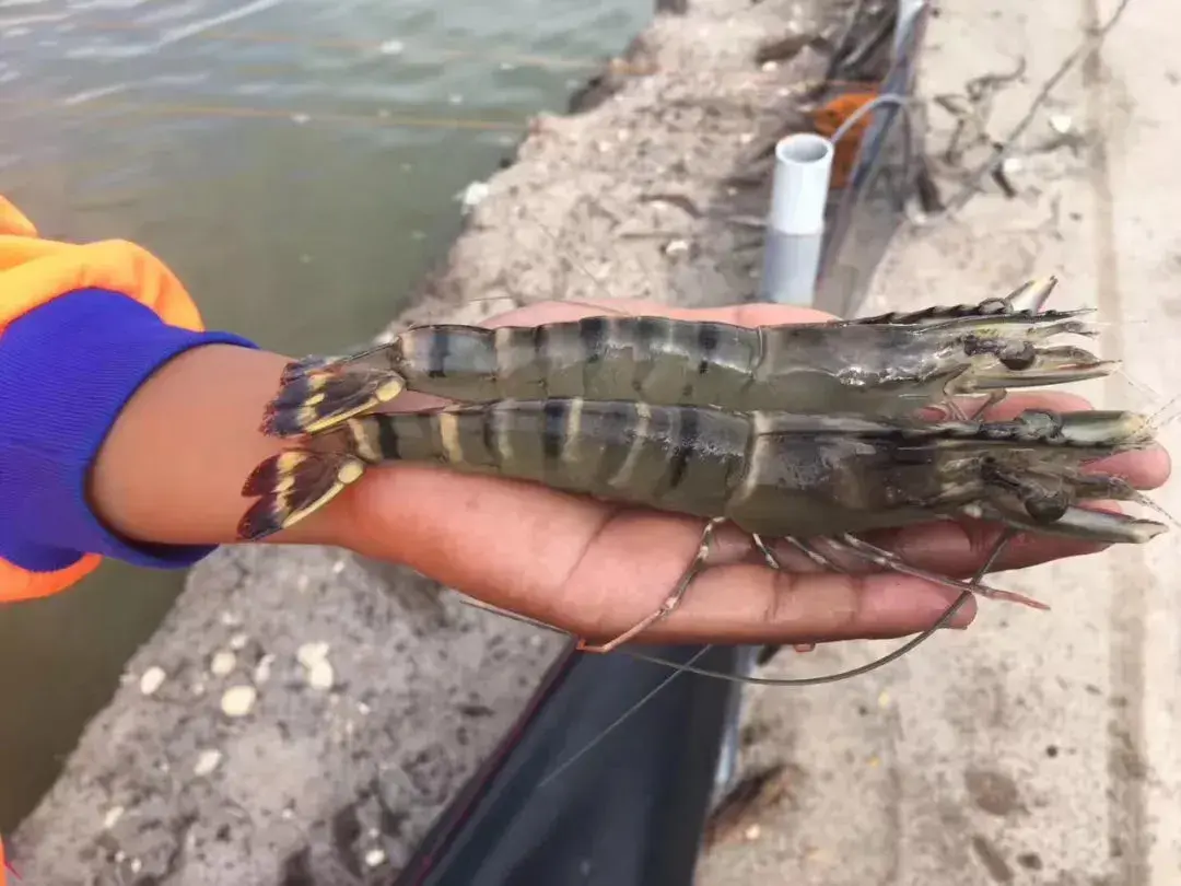 养殖泥鳅黄鳝指导技术要点_泥鳅黄鳝养殖技术指导_养殖泥鳅黄鳝利润有多高