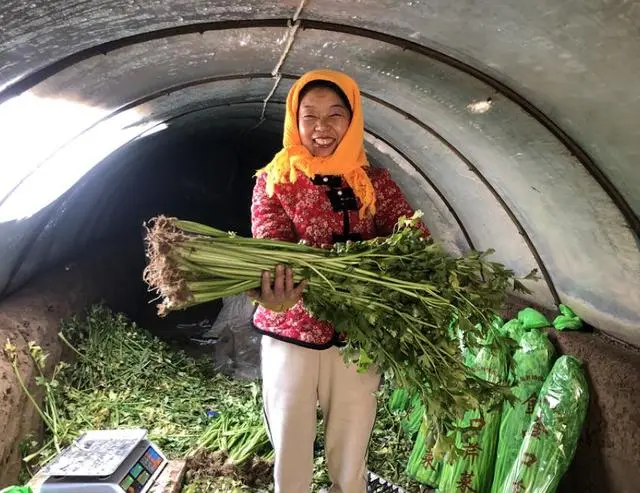 新春走基层丨窖存芹菜，年前全部卖完，即墨金口菜农走上致富路