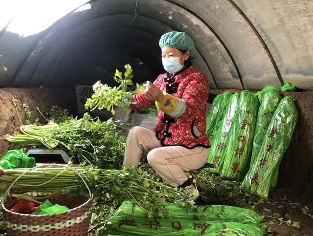 种植芹菜致富新闻_致富经芹菜种植技术_种植芹菜致富村民