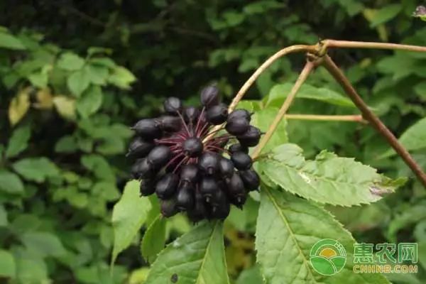 盆景苹果怎么种植技术_种植盆景苹果技术视频_种植盆景苹果技术要点