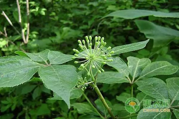 种植盆景苹果技术视频_盆景苹果怎么种植技术_种植盆景苹果技术要点