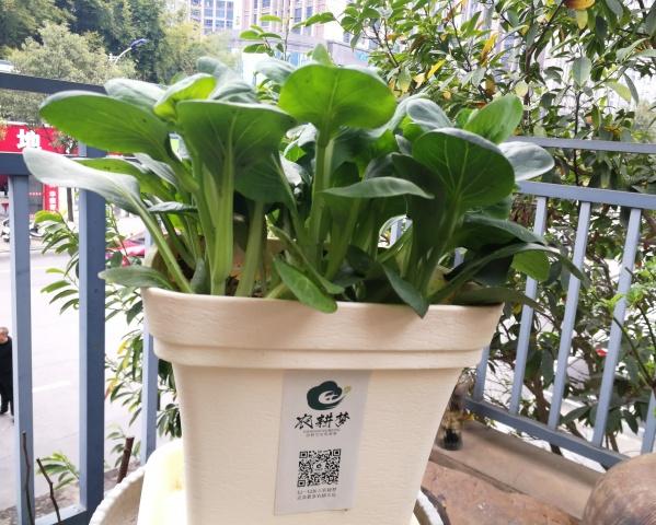 生菜种植效益_致富种植生菜图片_生菜种植致富