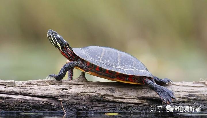 养亚巨龟违法吗_亚巨龟的养殖技术_家养亚巨龟