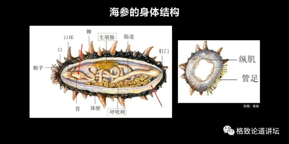 养虫养殖技术_养虫技术视频_肉虫养殖技术