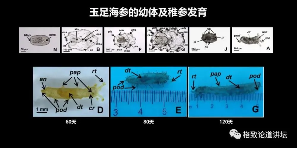 养虫养殖技术_肉虫养殖技术_养虫技术视频