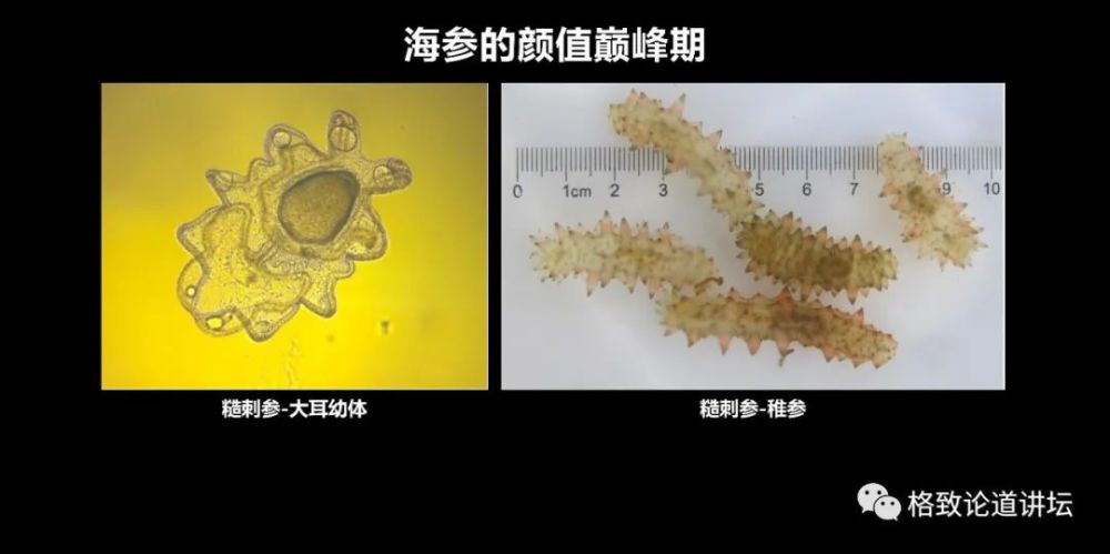 肉虫养殖技术_养虫技术视频_养虫养殖技术