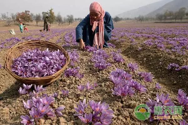 苹果盆景怎么种植_种植盆景苹果技术要点_盆景苹果怎么种植技术