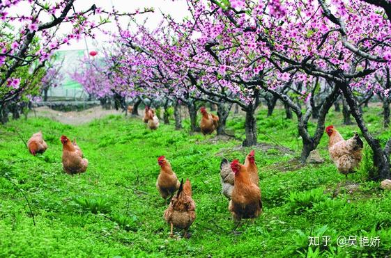 麝鹿养殖技术_麝香鹿能养殖吗_养殖麝香鹿