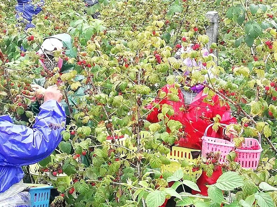 致富经种植三种水果亩收入过亿_致富果树_致富果种植越来越多