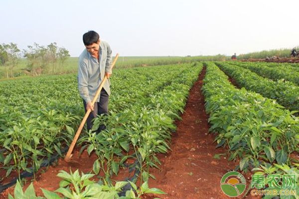 种植盆景苹果技术视频_种植盆景苹果技术要求_盆景苹果怎么种植技术