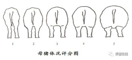 养殖母猪方法技术视频_母猪的养殖技术方法_养殖母猪方法技术大全