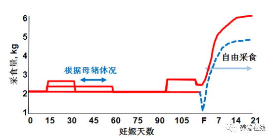 养殖母猪方法技术大全_母猪的养殖技术方法_养殖母猪方法技术视频