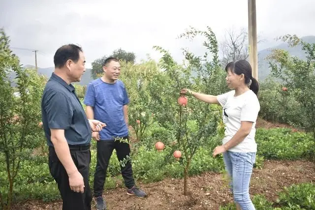 栗树蘑菇价格_粟蘑菇种_致富经上种粟树蘑