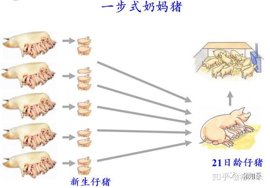 养殖母猪方法技术大全_养殖母猪的技术_母猪的养殖技术方法