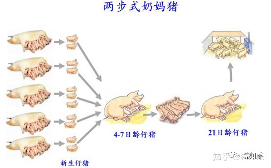 养殖母猪方法技术大全_母猪的养殖技术方法_养殖母猪的技术