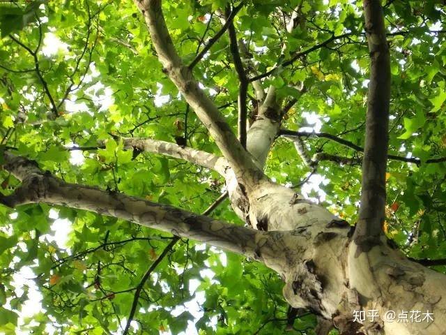 种植致富树图片_致富种植树图片高清_致富种植树图片素材