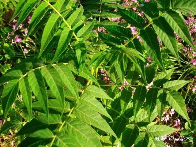 致富种植树图片高清_致富种植树图片素材_种植致富树图片