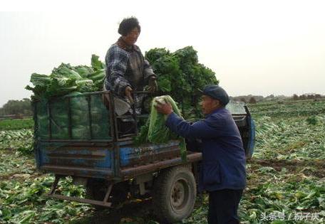 菜地养殖致富项目_种养殖业致富项目_致富养殖菜地项目有哪些