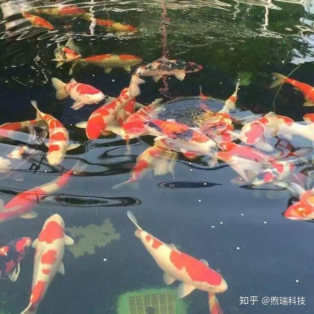 养锦鲤，这样的饲料我不买！