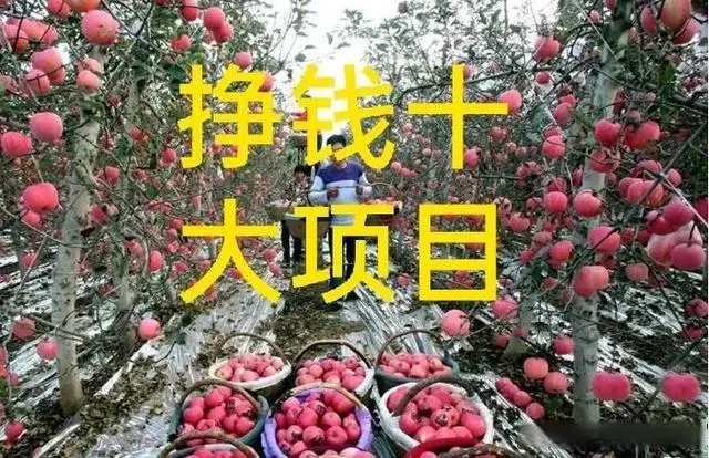 亳州致富案例_亳州种植致富项目_亳州种植什么