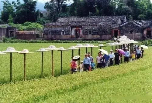 亳州种植什么_亳州致富案例_亳州种植致富项目