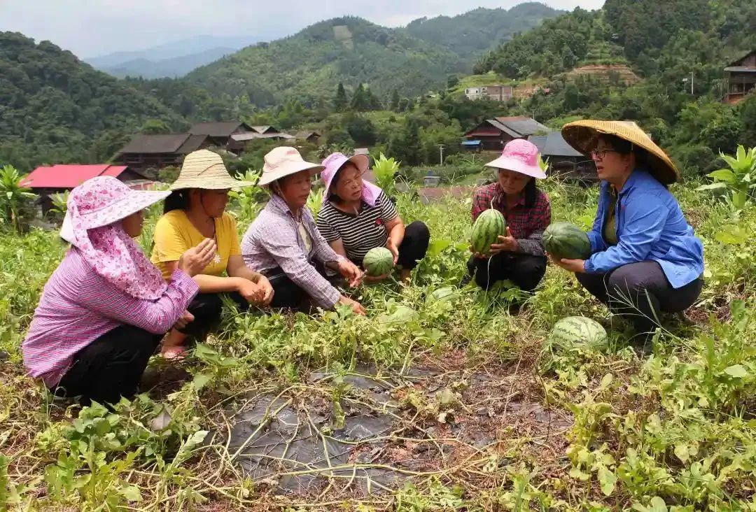 种植致富素材_致富种植什么比较赚大钱_致富种植视频全集