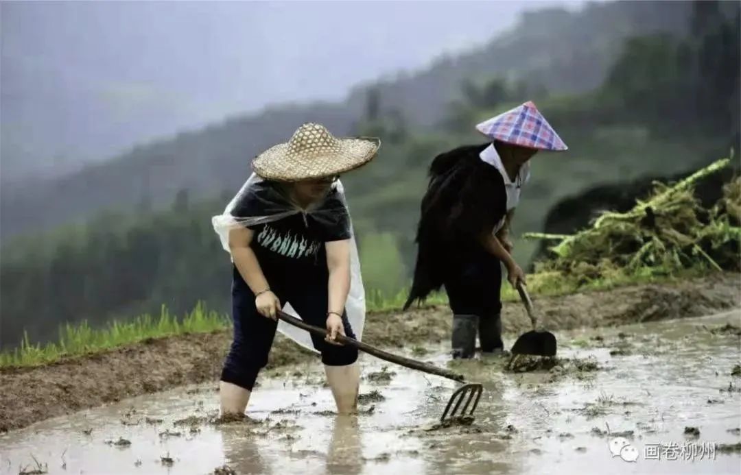 致富种植什么比较赚大钱_种植致富素材_致富种植视频全集