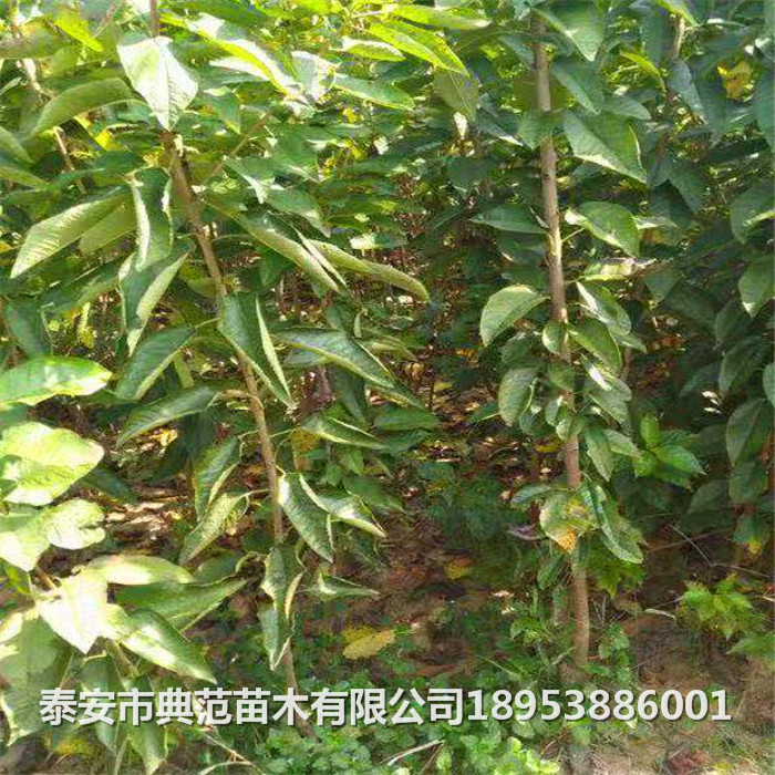 无核樱桃的种植技术_种樱桃核能出来吗_种樱桃核能长出樱桃吗