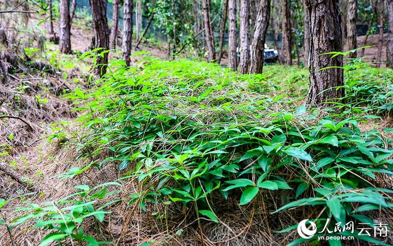 云南豆蔻产地_云南白豆蔻种植区_云南种植豆蔻致富