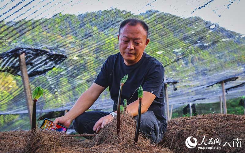 云南种植豆蔻致富_云南白豆蔻种植区_云南豆蔻产地