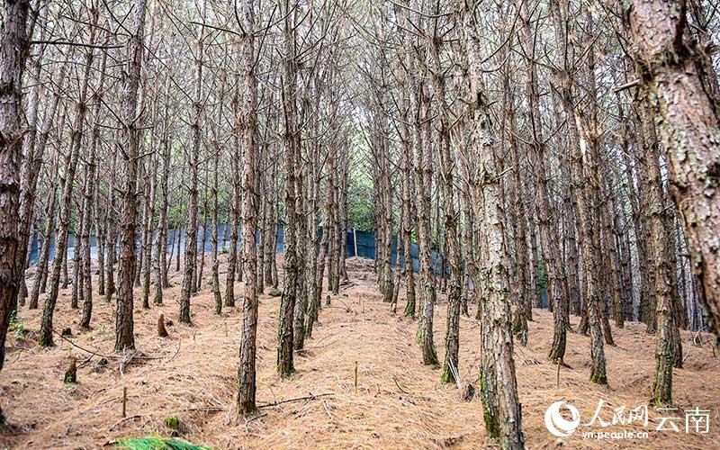 云南种植豆蔻致富_云南白豆蔻种植区_云南豆蔻产地