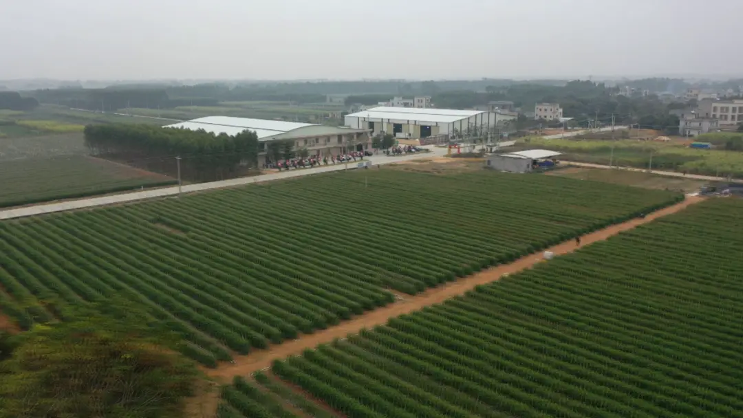 圣女果种植致富_致富经种植三种水果亩收入过亿_种植圣女果赚钱吗