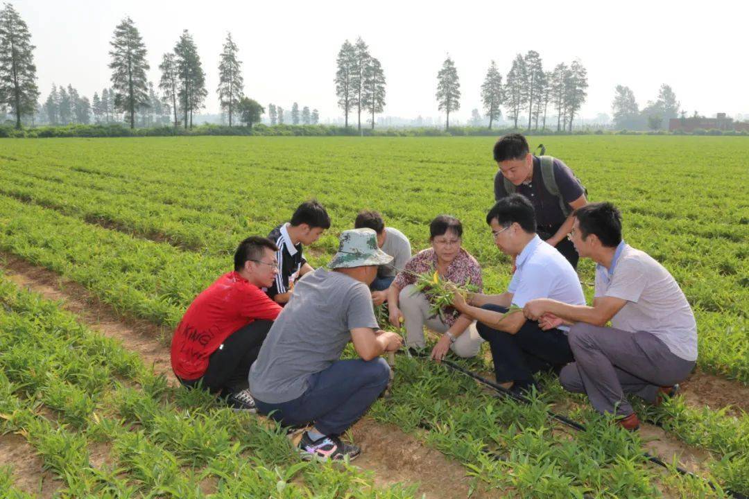 民间草药种植致富_致富种植民间草药有哪些_致富种植民间草药视频