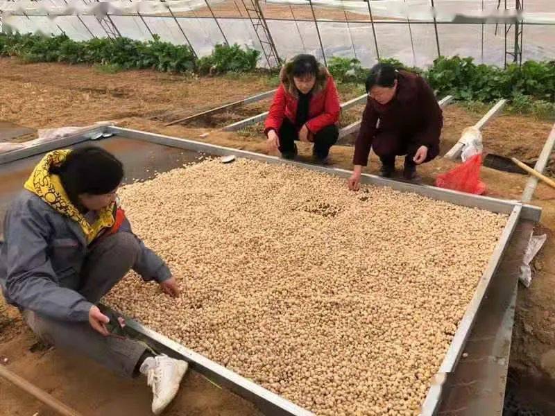 致富种植民间草药有哪些_致富种植民间草药视频_民间草药种植致富