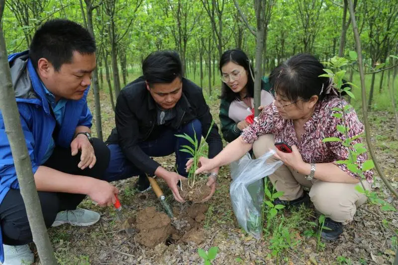 致富种植民间草药视频_民间草药种植致富_致富种植民间草药有哪些