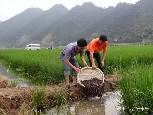 泥鳅土塘养殖技术_养泥鳅的鱼塘有什么要求吗_泥鳅池塘养殖技术